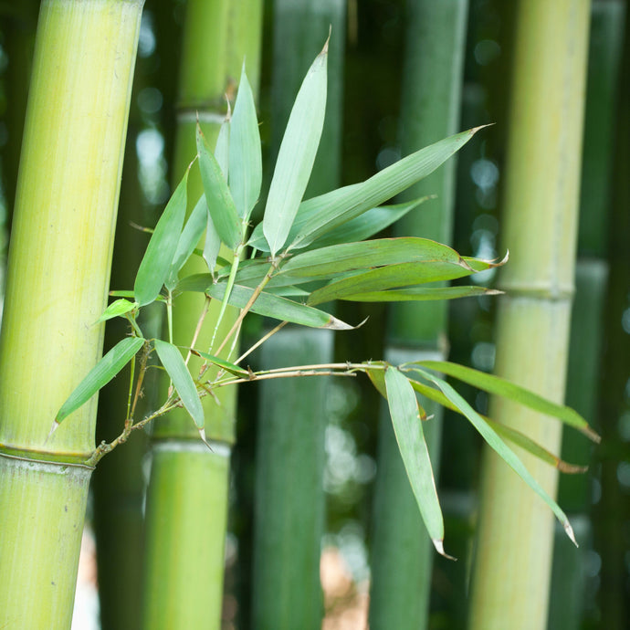 Close-up of a green bamboo stalk with long, narrow leaves